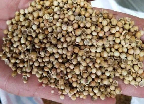 植物播种|香菜种子怎么来的