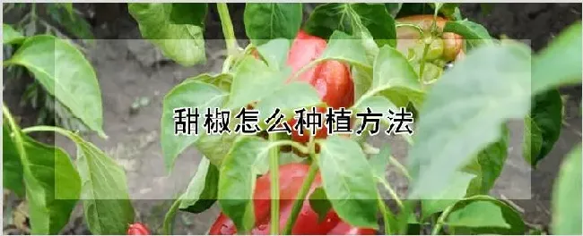 甜椒怎么种植方法 | 养殖技术