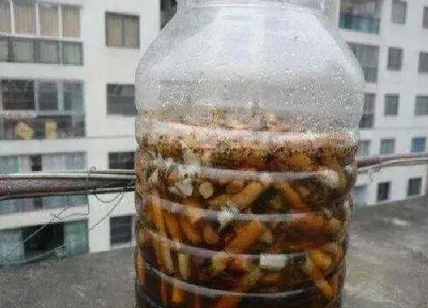 植物浇水|烟丝泡水浇花有什么好处和危害 适合浇什么花