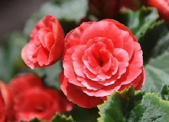 花期|丽格海棠花期管理方法与要点