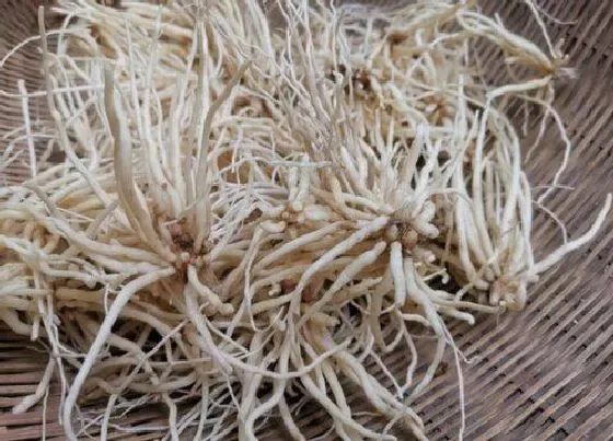 种植管理|韭菜根什么时候栽最好 几月份栽合适