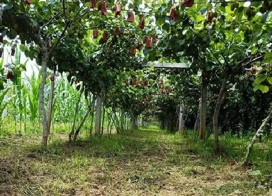 植物修剪|猕猴桃树修剪最佳时间