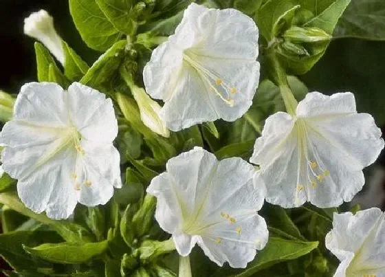 植物百科|地雷花是一年生还是多年生