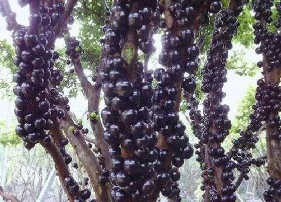 植物百科|跟山竹很像的水果叫什么