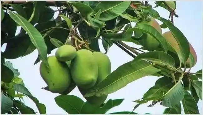 芒果冬季管理技术 | 农业科普