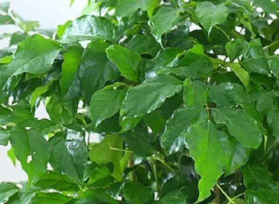 植物百科|幸福树开花好不好 开花的风水寓意