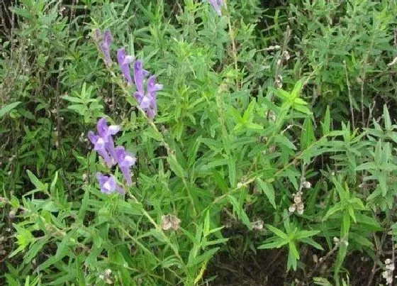 植物育苗|黄芩几天出苗 播种到发芽出苗时间