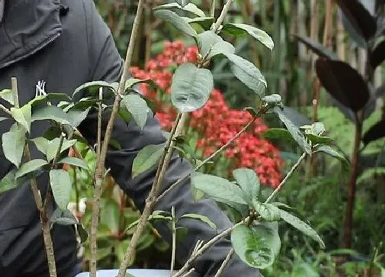 植物修剪|桂花树怎么修剪，修剪时间与方法）