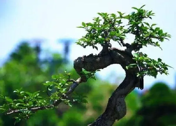 养殖科普|黒骨香用什么盆好 适合花盆
