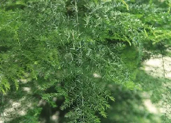 冬天植物|文竹耐寒多少度