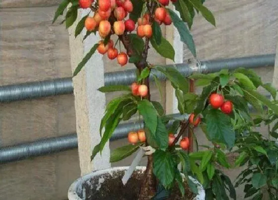 植物施肥|樱桃用什么肥料最好