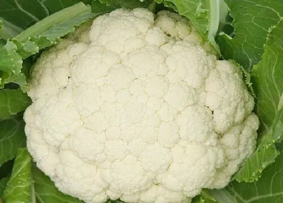 果实成熟|菜花什么时候成熟