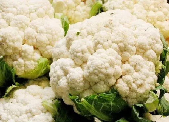 果实成熟|菜花什么时候成熟