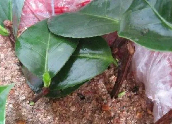 植物扦插|茶花可以扦插吗