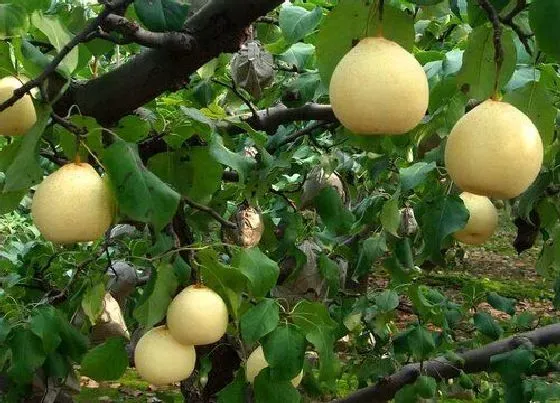 果实成熟|鸭梨什么季节成熟 成熟季节是几月份