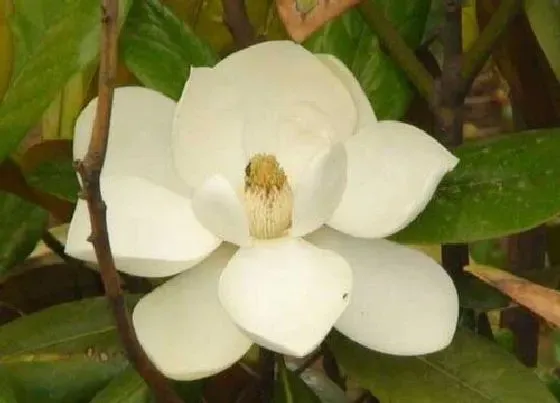 开花时间|橡皮树什么时候开花 开花什么样子