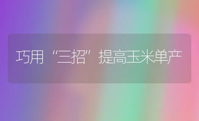 巧用“三招”提高玉米单产 | 粮油作物种植