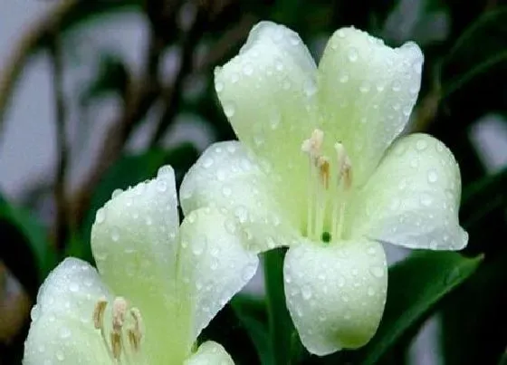 开花时间|非洲茉莉什么时候开花 开花的季节是几月