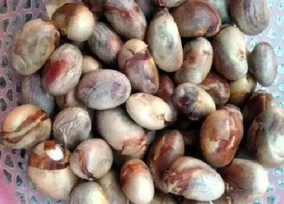 植物育苗|菠萝蜜种子怎么发芽 种子怎么种盆栽