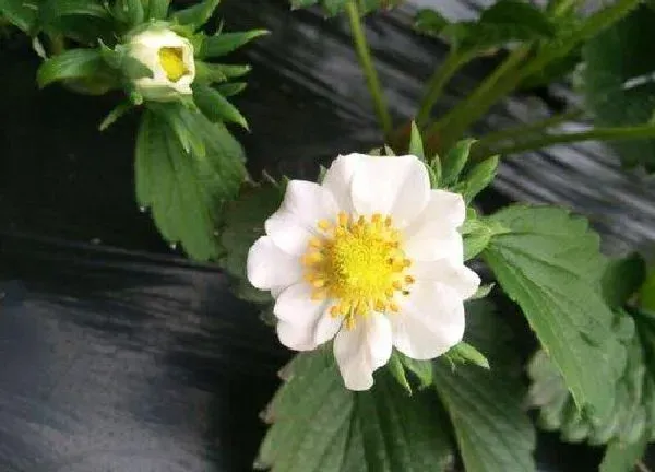 植物浇水|草莓开花时能浇水吗