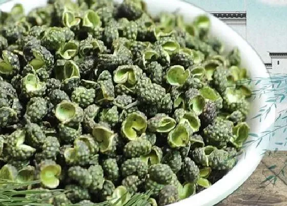 植物产地|藤椒哪里产的最好