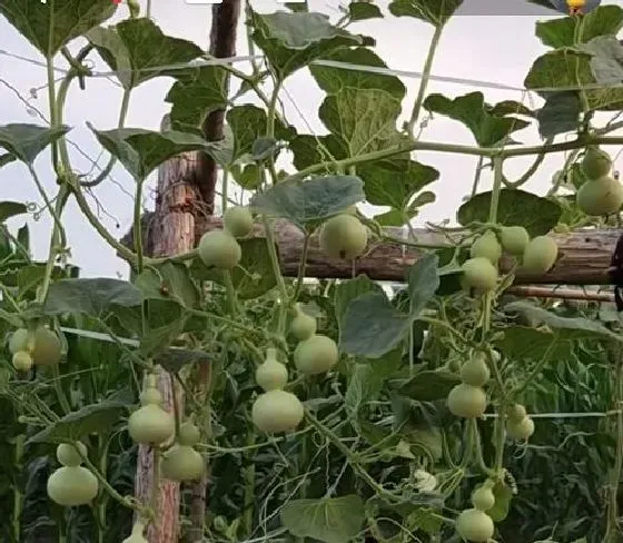 植物施肥|种葫芦用什么肥料好