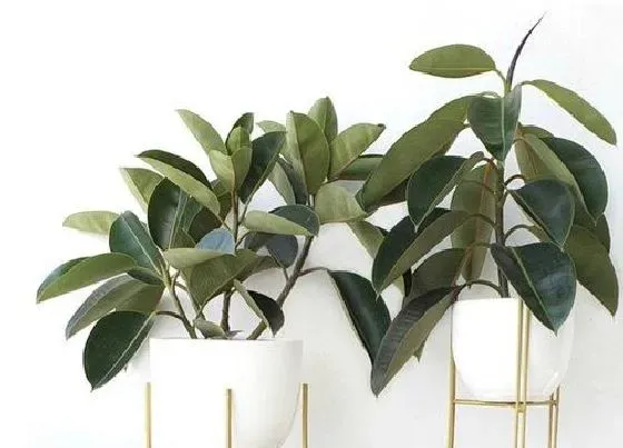 植物百科|橡皮树又叫什么树