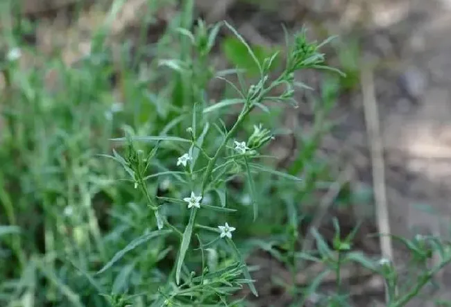 功效常识|百蕊草的功效与作用及吃法禁忌