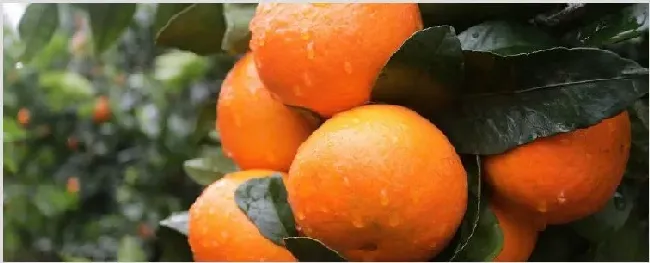 沃柑花芽分化时间 | 耕种资料