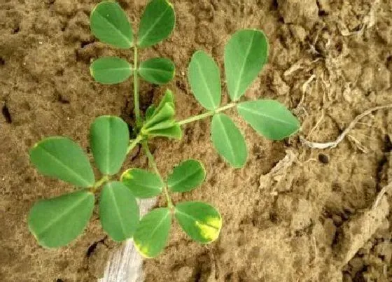 植物育苗|夏播花生几天出苗 播种到发芽出苗时间