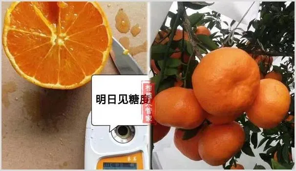 哪儿有明日见枝条出售 | 耕种资料