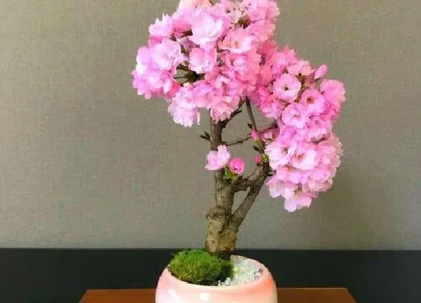 养殖科普|樱花可以盆栽吗
