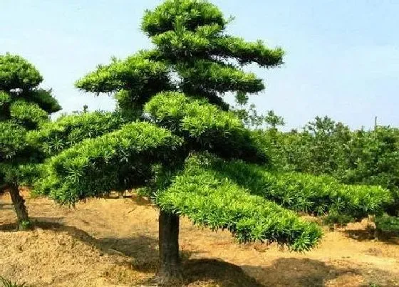 种植管理|罗汉松耐旱吗