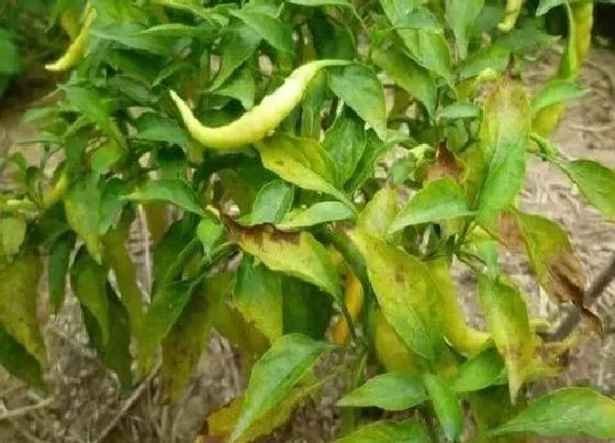 植物施肥|辣椒用什么肥料最好