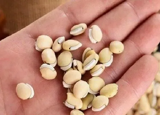 食用须知|扁豆种子怎么吃法