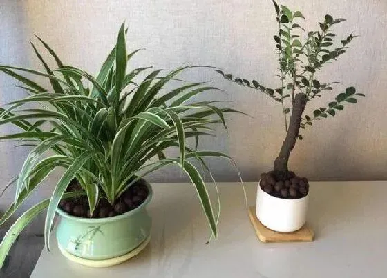 植物种类|吊兰是种子植物吗