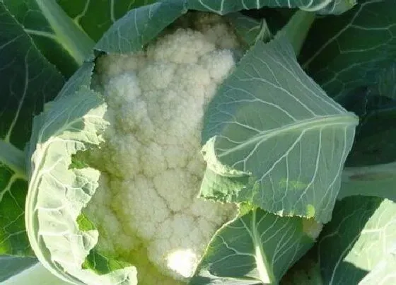 果实成熟|菜花什么时候成熟