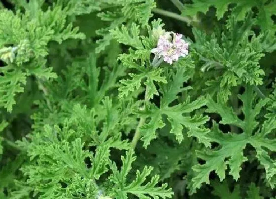 摆放常识|家里养驱蚊草的风水禁忌 适合室内养吗