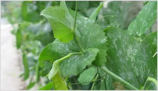荷兰豆不开花怎么办 | 种植资料