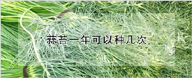 蒜苔一年可以种几次 | 农业技术