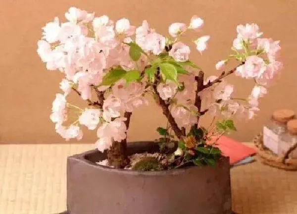 养殖科普|樱花可以盆栽吗