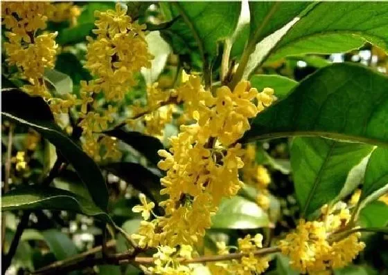 种植管理|桂花树生长速度快吗 一年能长多少