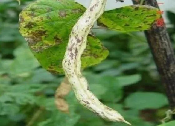 植物虫害|长豆角病虫害防治技术与方法措施