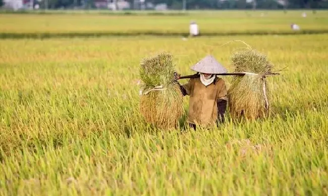 植物百科|为什么小麦亩产少还比大米便宜（稻谷产量高还是小麦产量高）