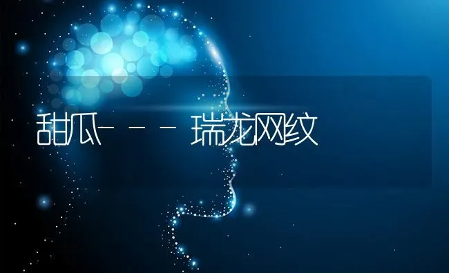 甜瓜---瑞龙网纹 | 瓜果种植