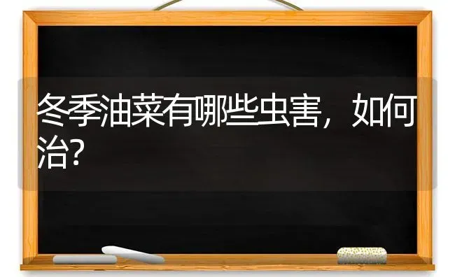 冬季油菜有哪些虫害，如何治？ | 粮油作物种植