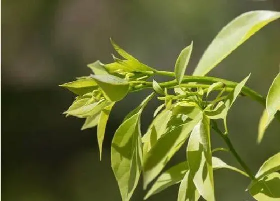 种植管理|樟树生长速度快慢 一年能长多少