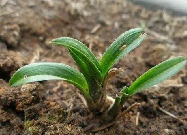 植物发芽|兰花什么时候发芽长叶