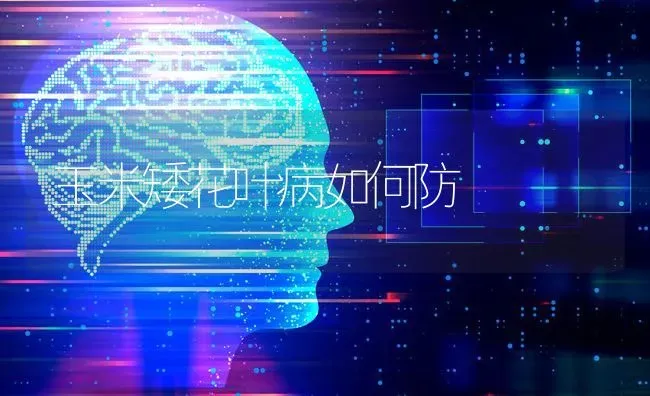 玉米矮花叶病如何防 | 粮油作物种植