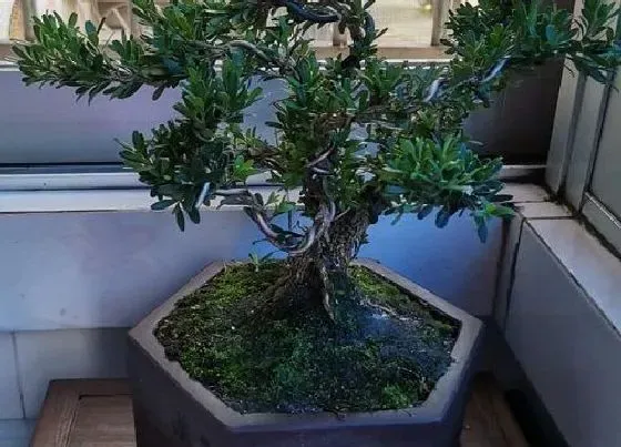 植物种类|小叶黄杨是落叶植物吗